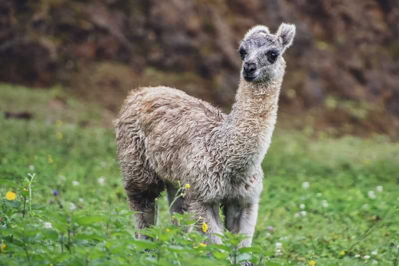 Come ottenere depilazione definitiva